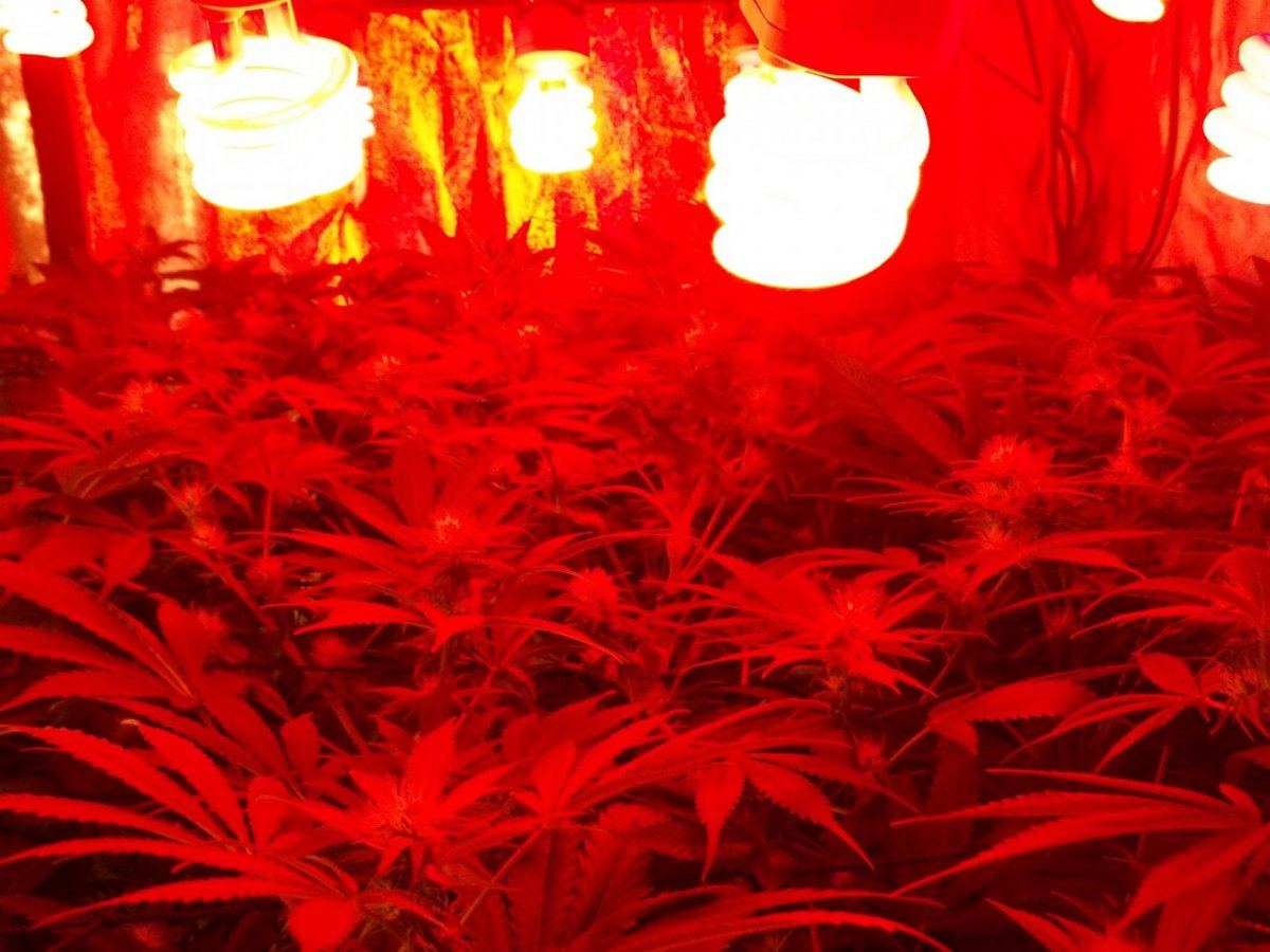 Yeti Bx2second clone run 25 weeks 001