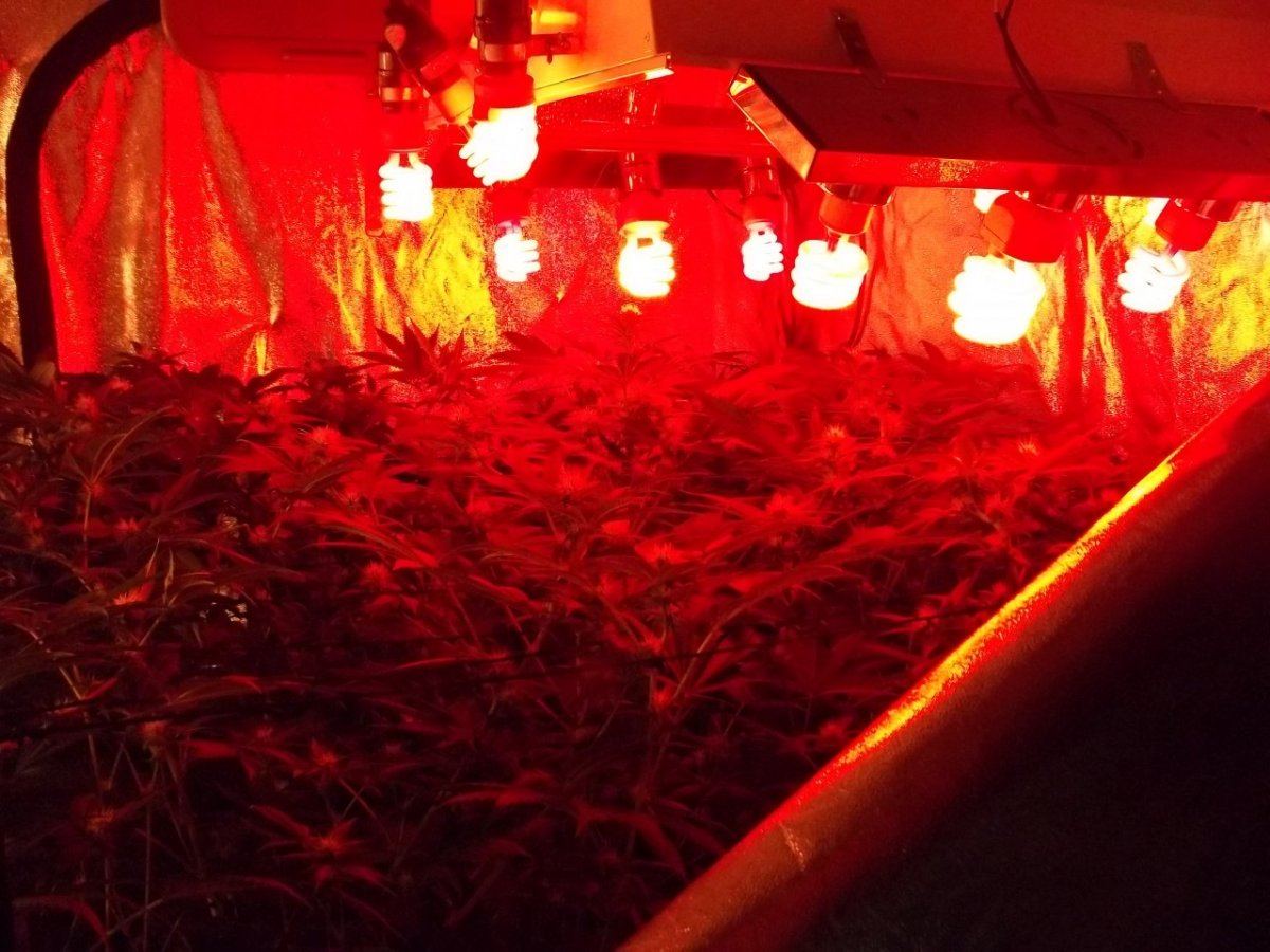 Yeti Bx2second clone run 25 weeks 003