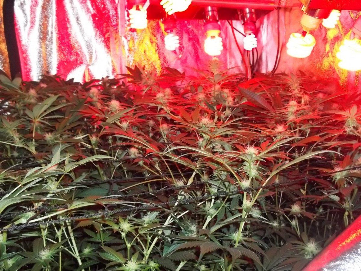 Yeti Bx2second clone run 25 weeks 004