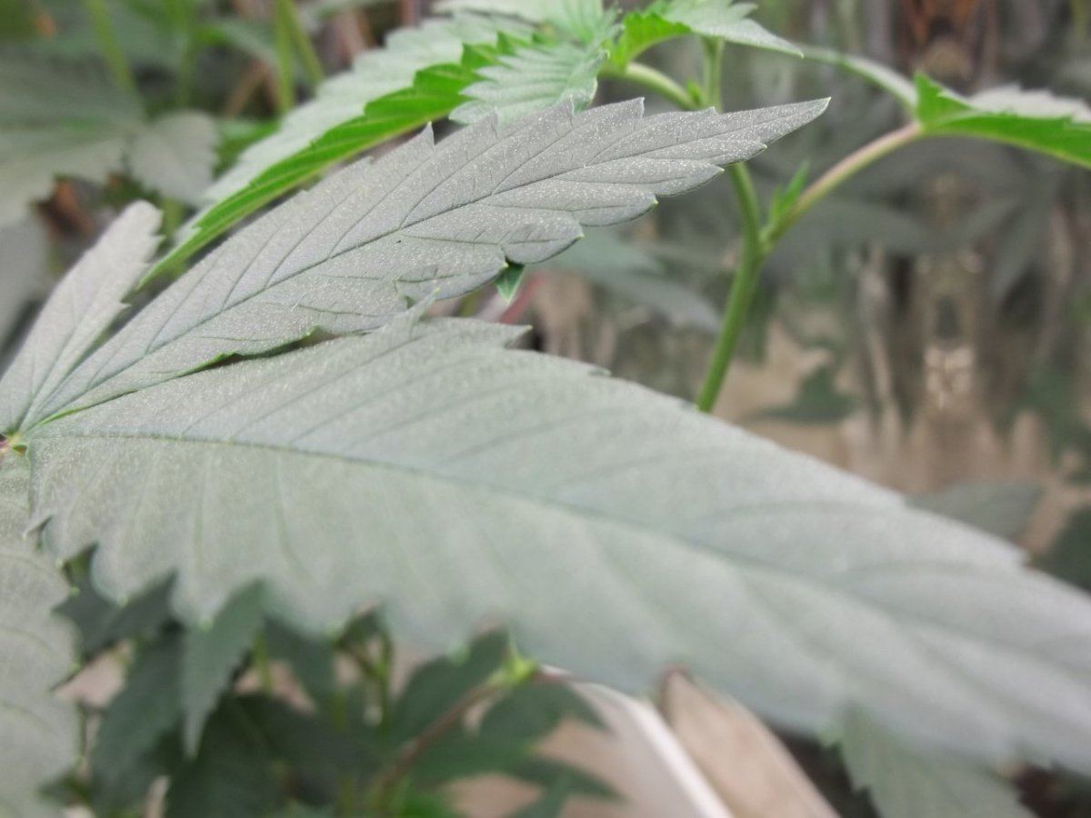 Yeti number 4 leaf shot 1