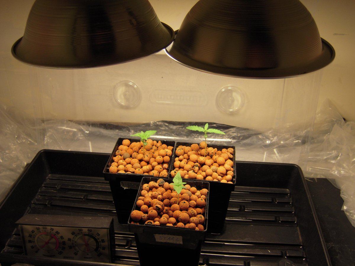Yo hydroponic seedlings nutrient mixwatering schedule