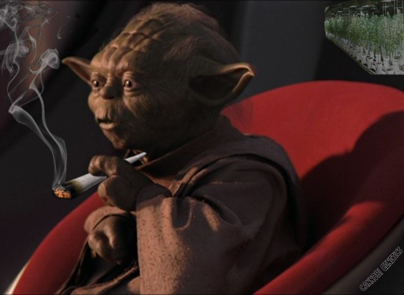Yoda joint smoking