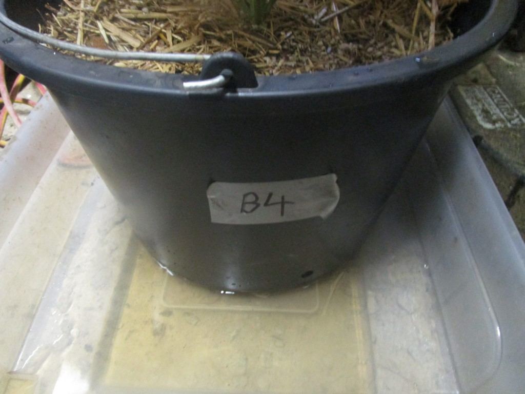 Yoho 010