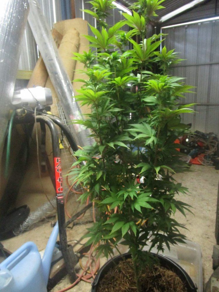 Yoho 015