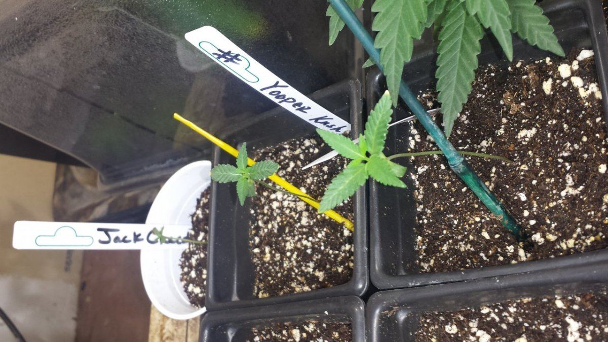 Yooper kush bean pop 2