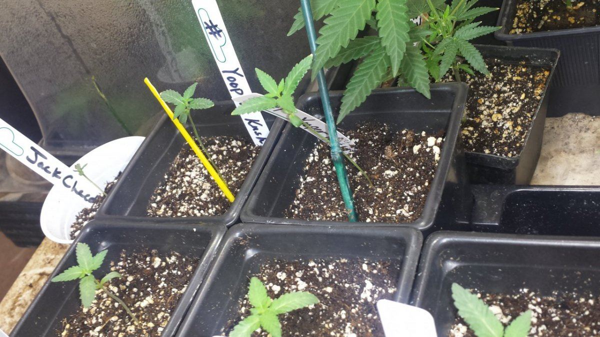 Yooper kush bean pop