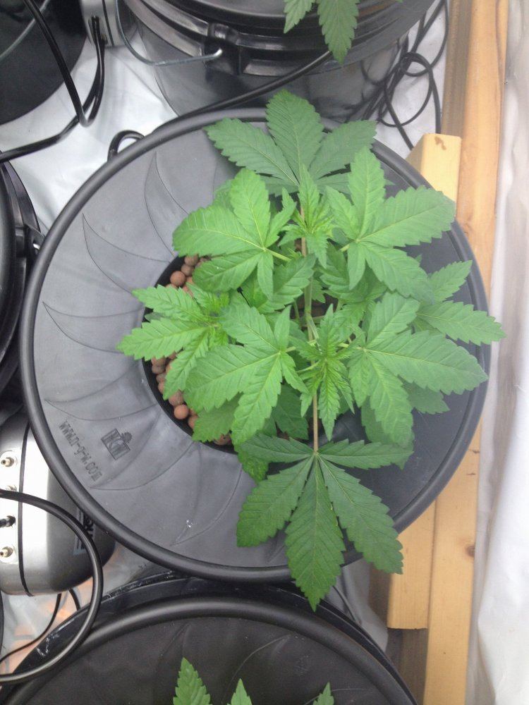 Yooper kush x c99 4