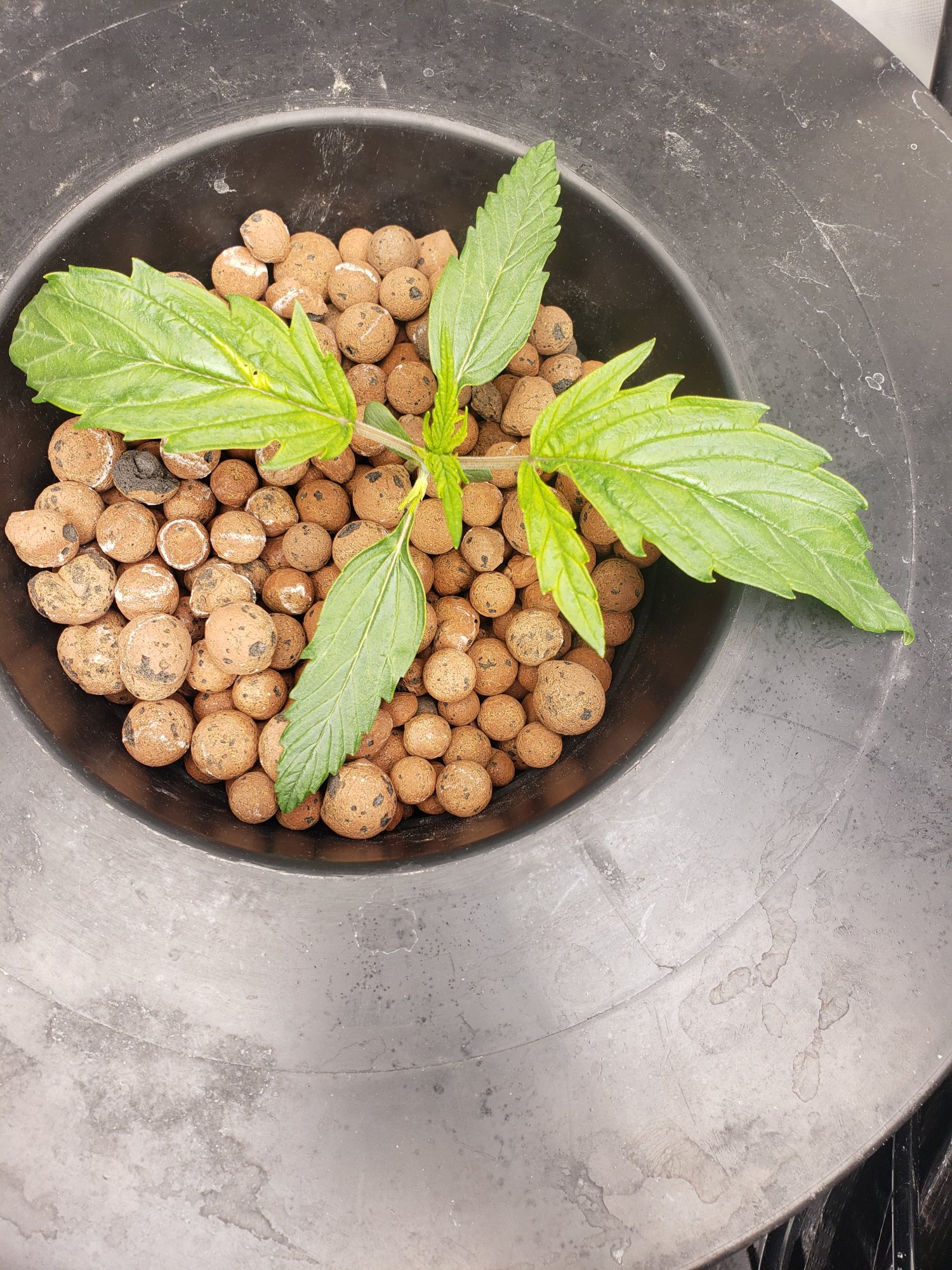 Young plants whats going wrong 3