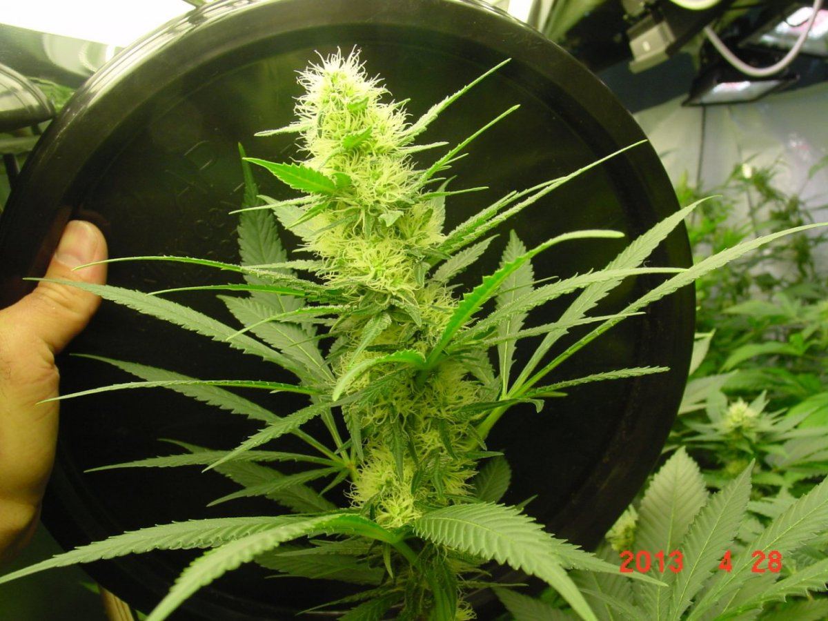 Young White Widow
