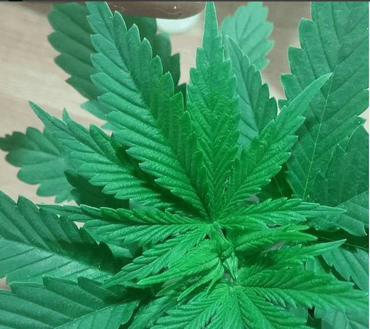 Yunnan dragon leaf