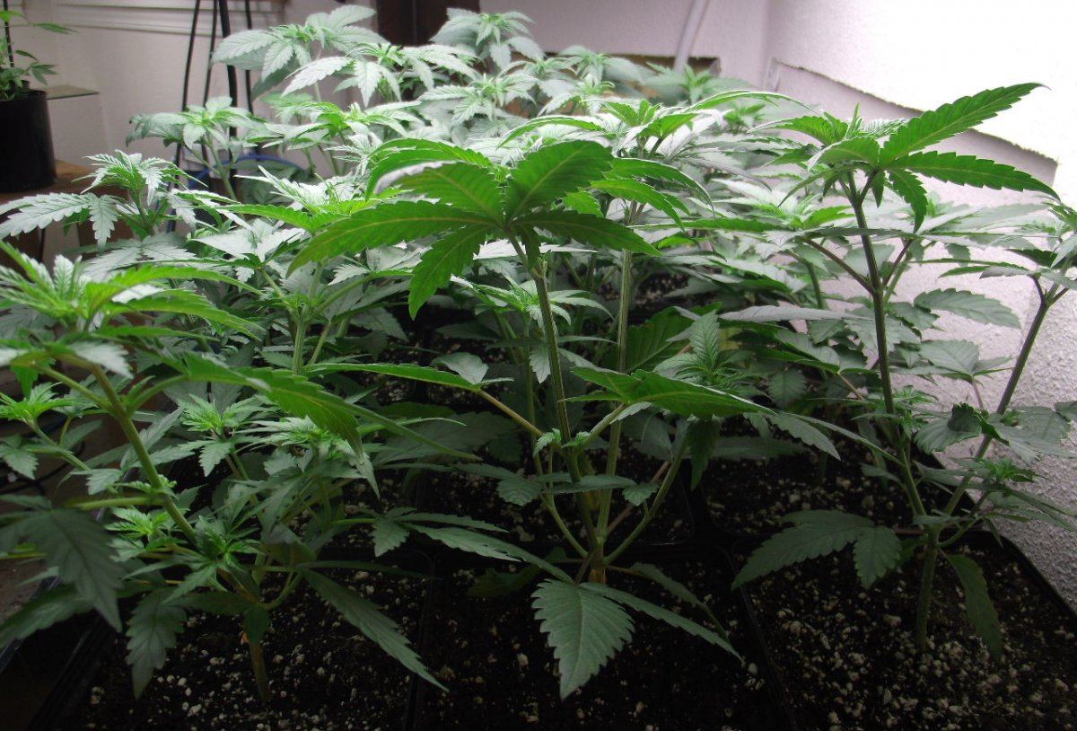 YVG1