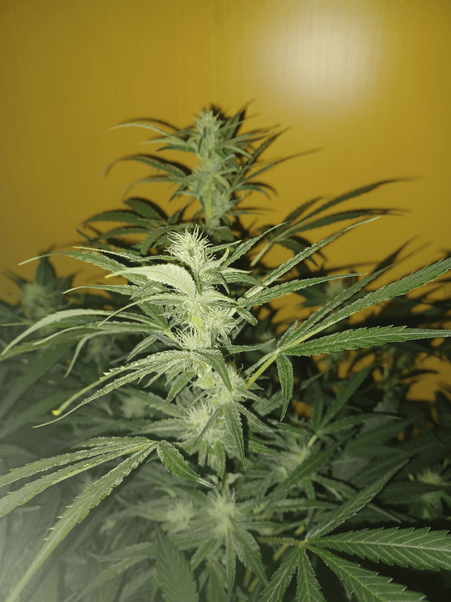 Z plants