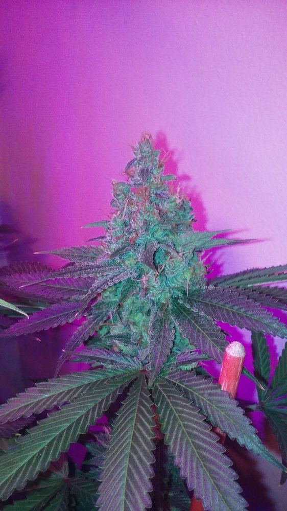 Zenetixgenreseeds 3