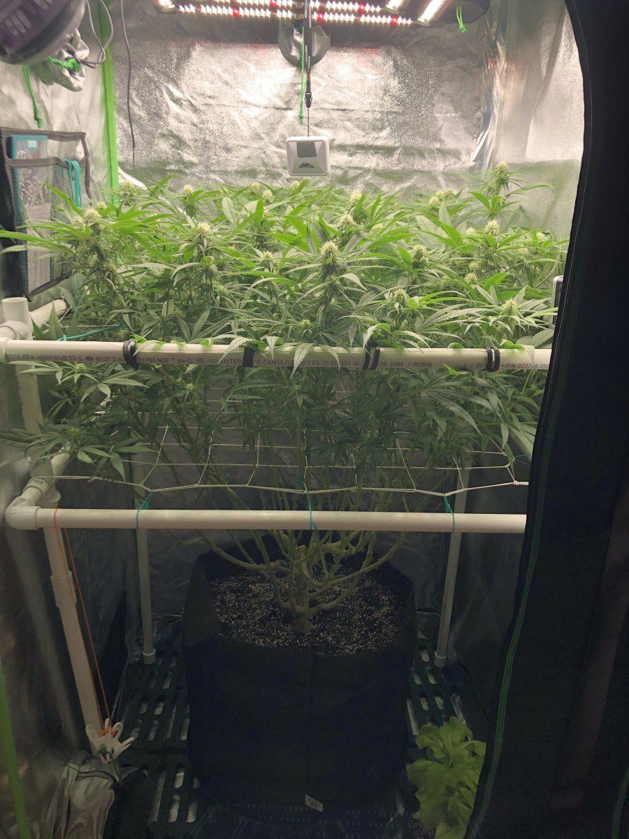 Zens scrog winter 2022 to 2023 2