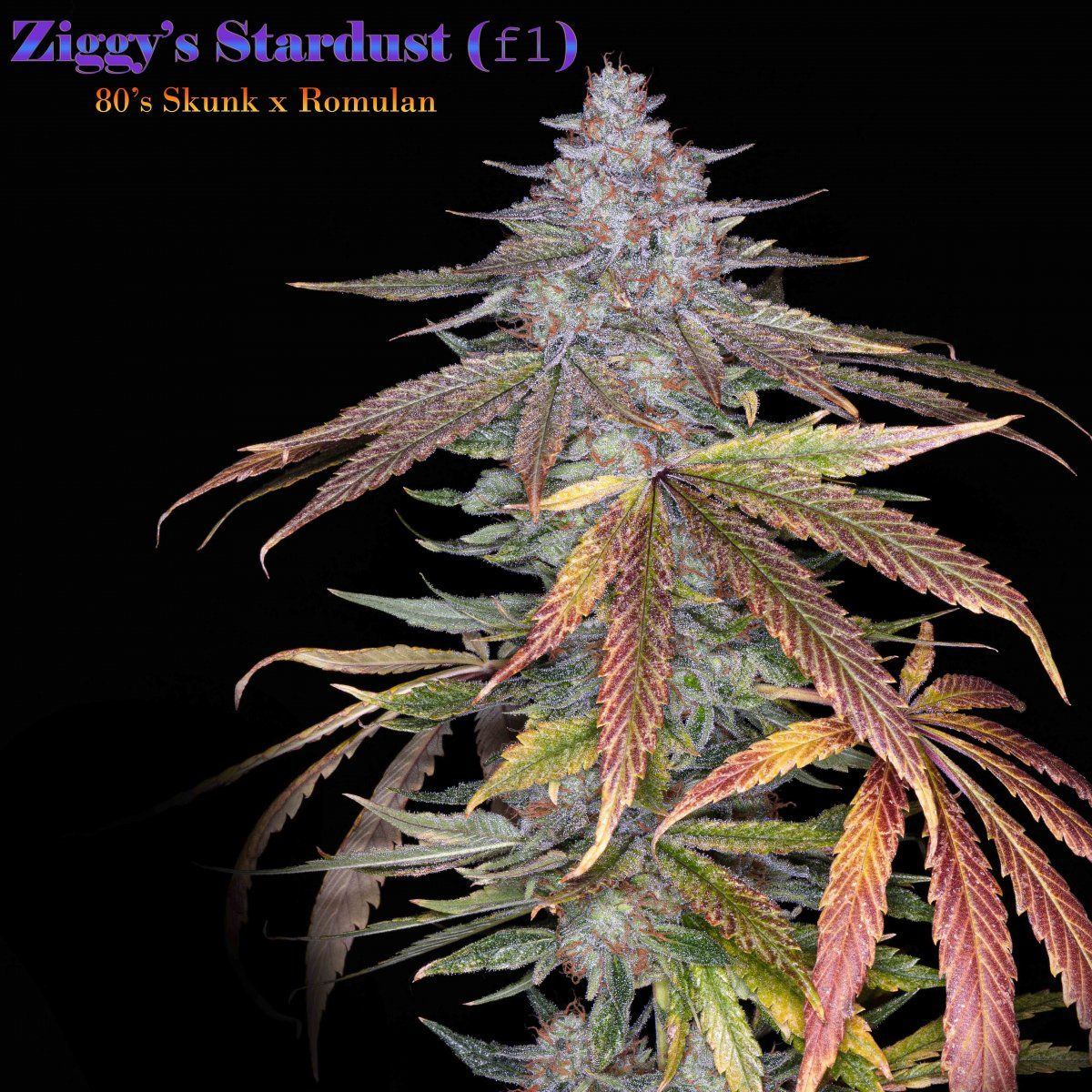 Ziggys copy
