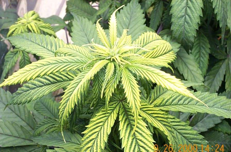 Zinc deficiency marijuana