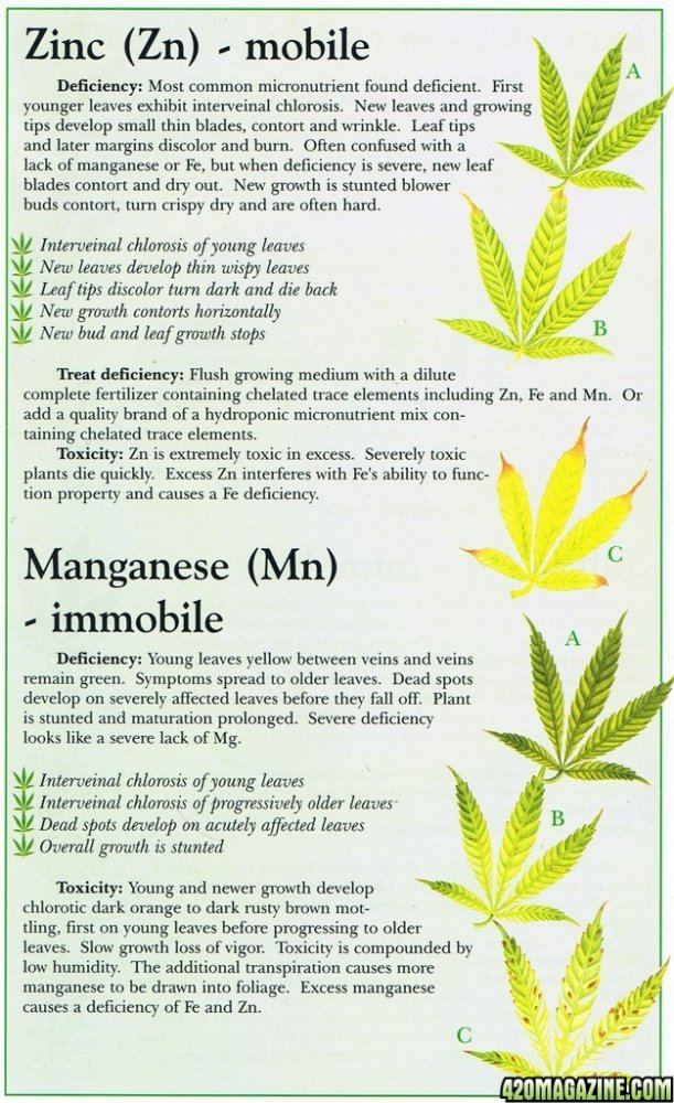 Zinc zn manganese mn marijuana weed nutrient problem