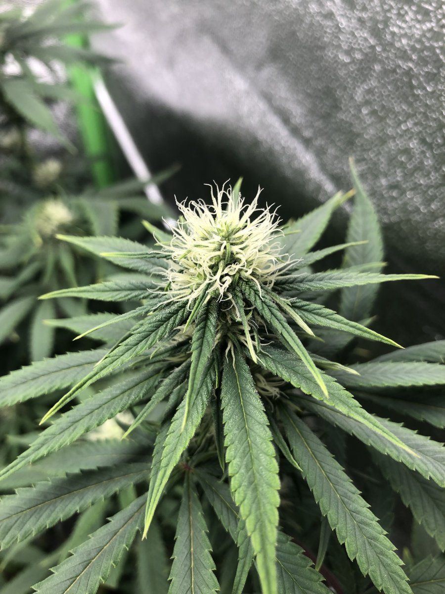 Zkit close up week 4