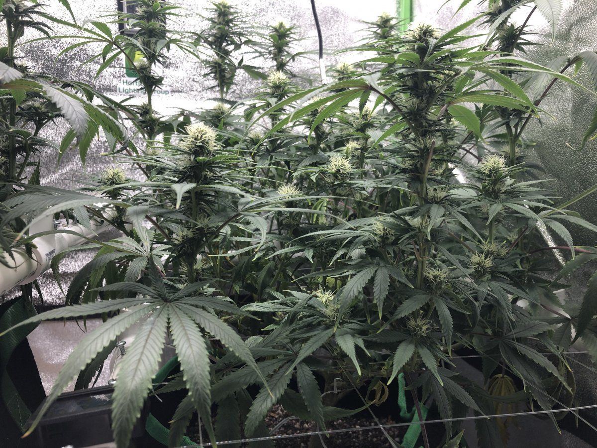 Zkit side week 4