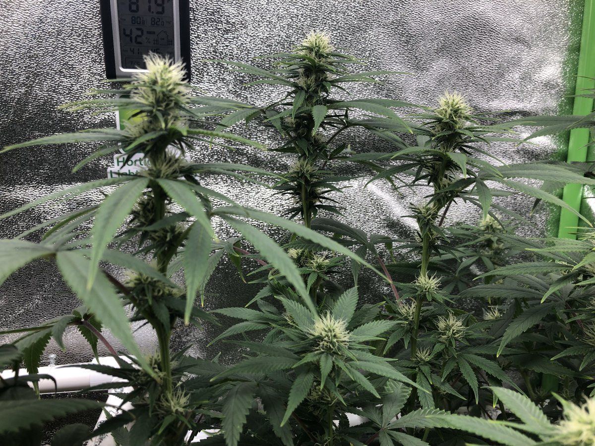 Zkit week 4 colas