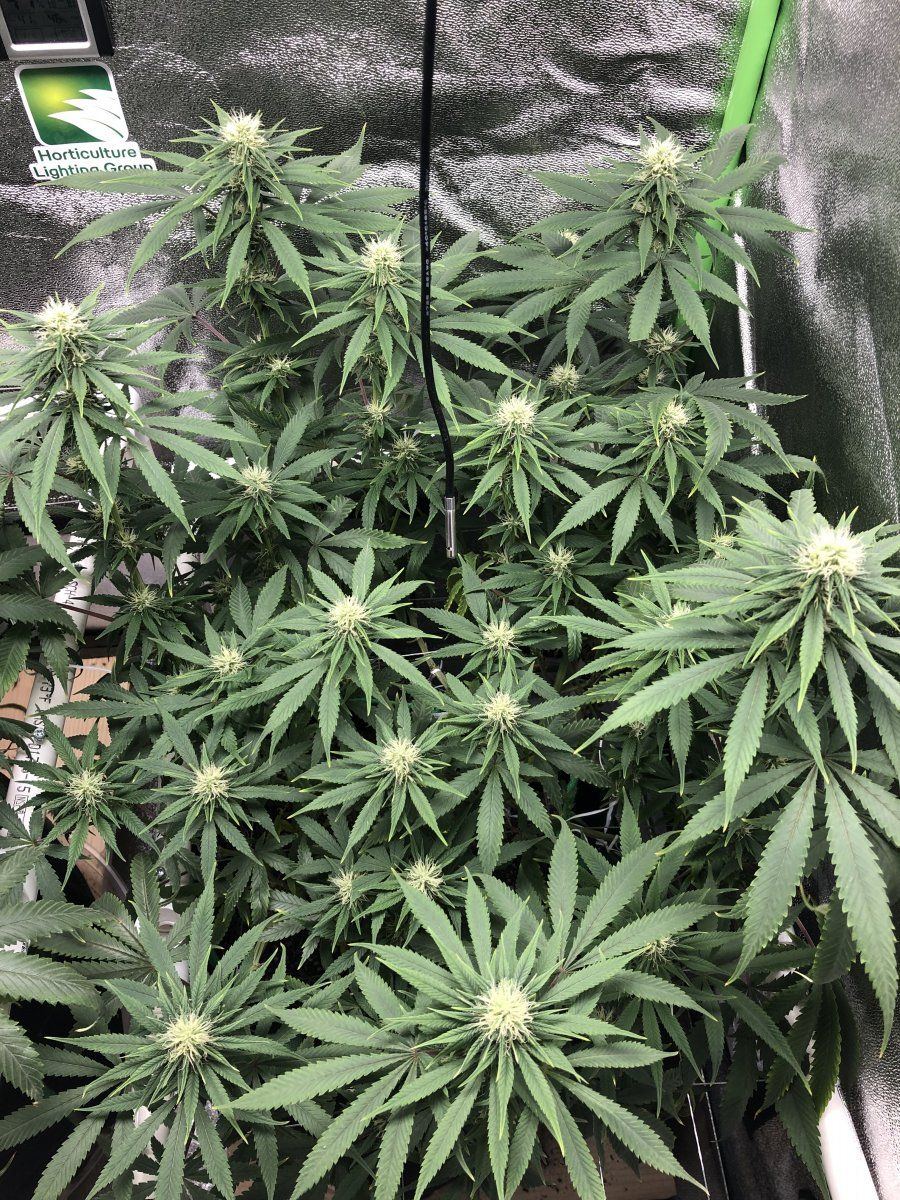 Zkit week 4