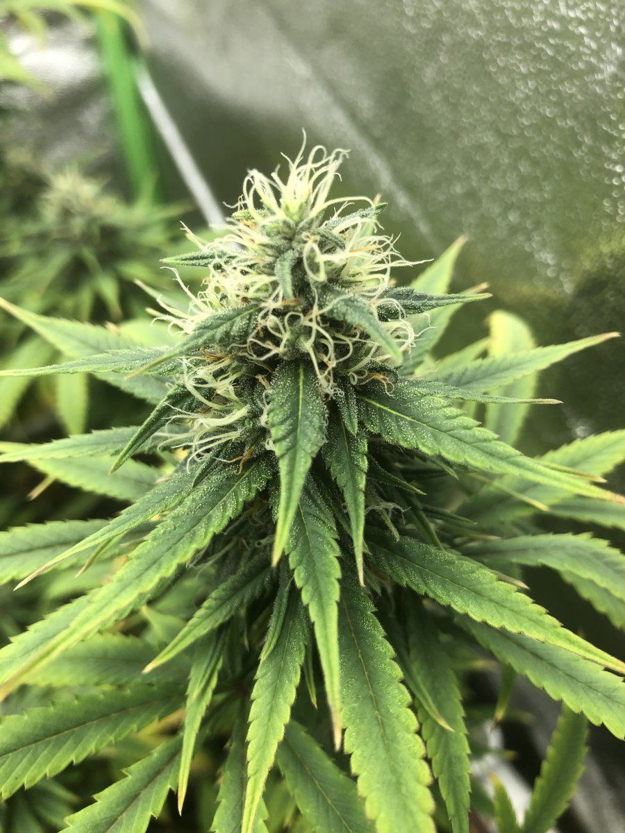 Zkit week 6 close up