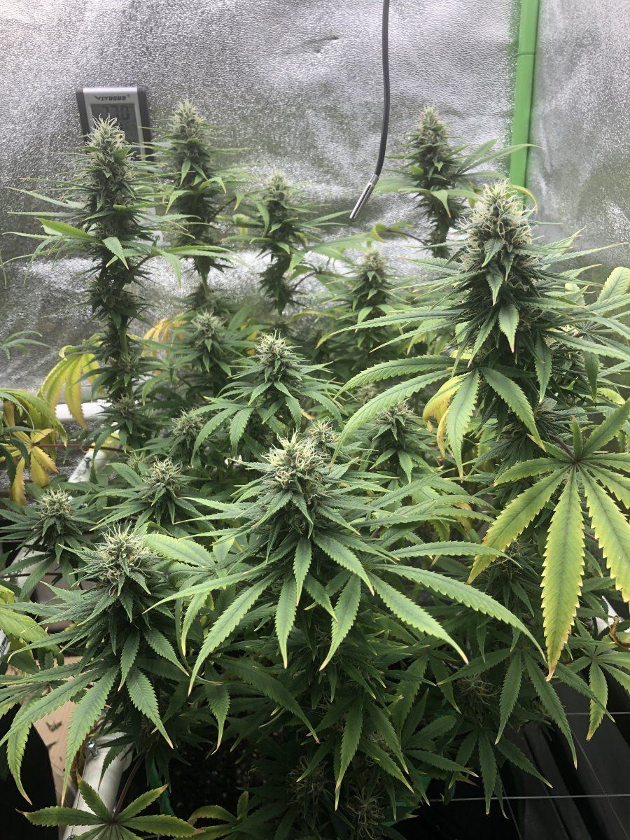 Zkit week 6 colas
