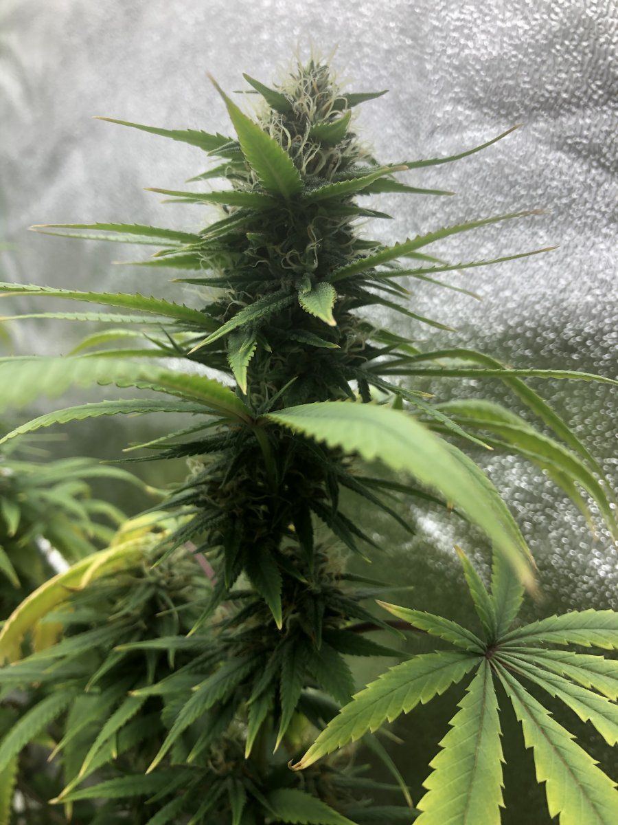 Zkit week 6 flower stack