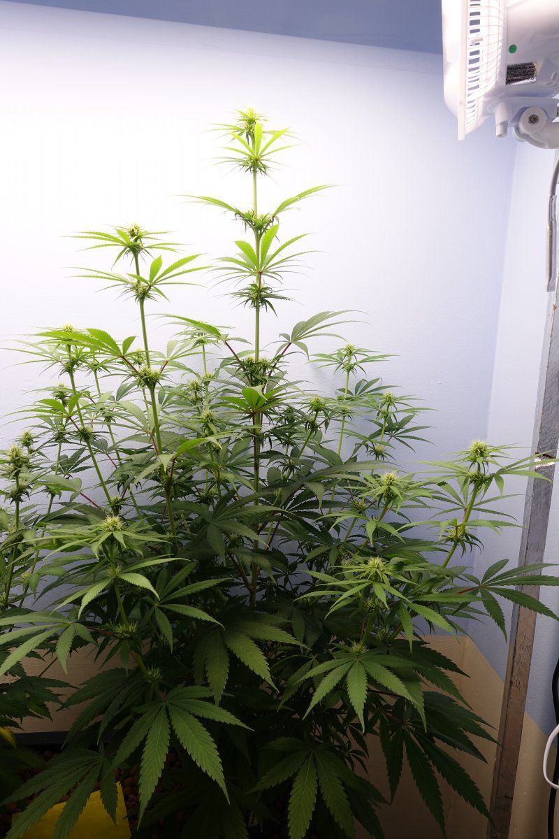 Zkittles f4a