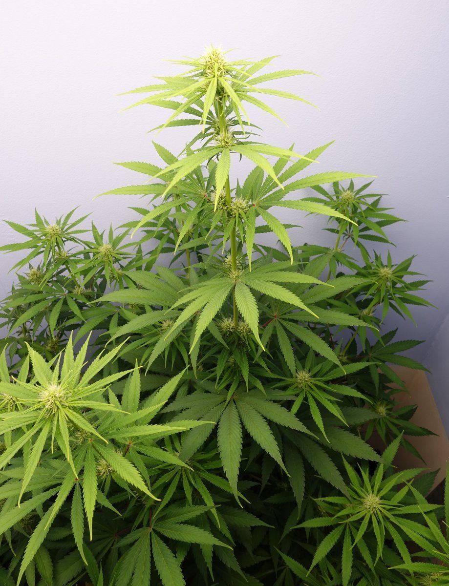 Zkittles f4b