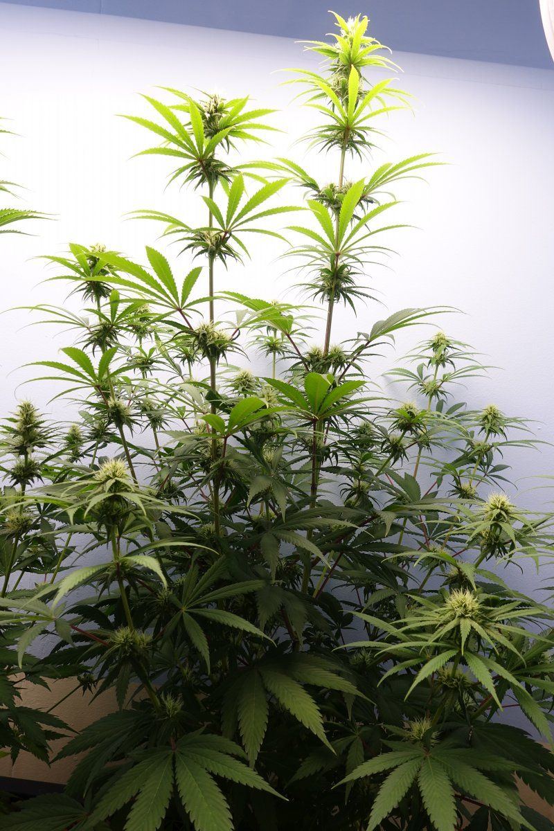 Zkittles f6a