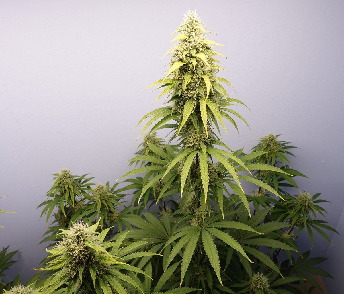 Zkittles f8b
