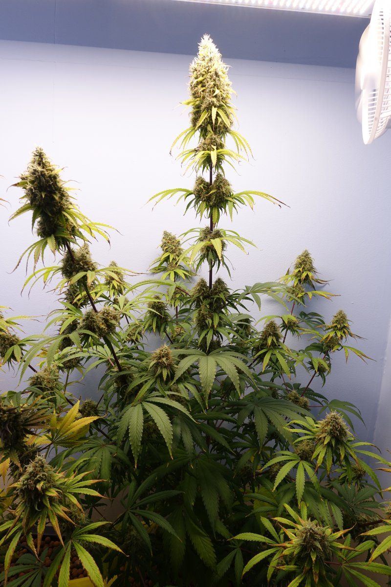 Zkittles f9a