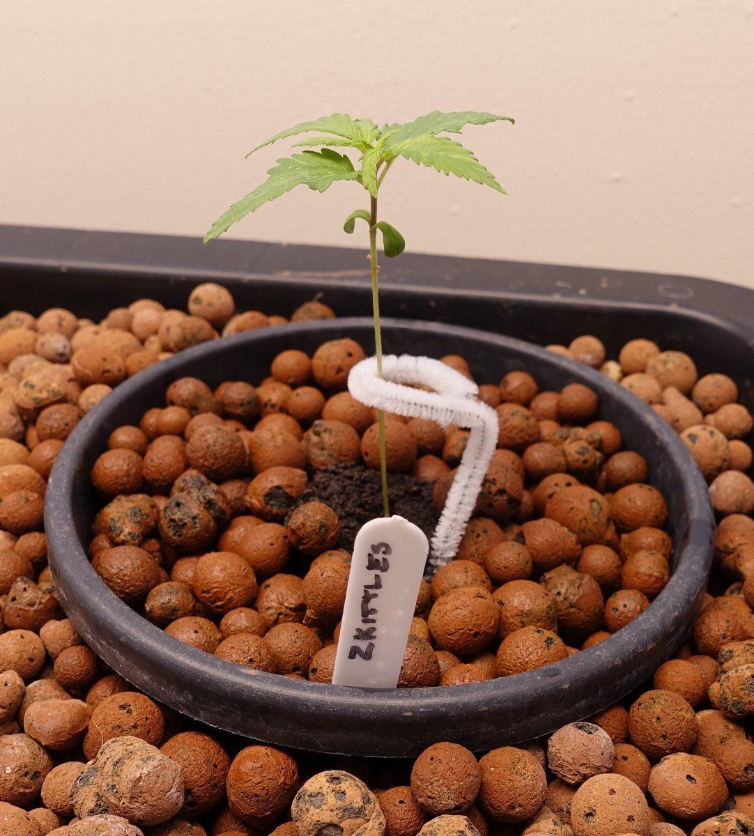 Zkittles v2a