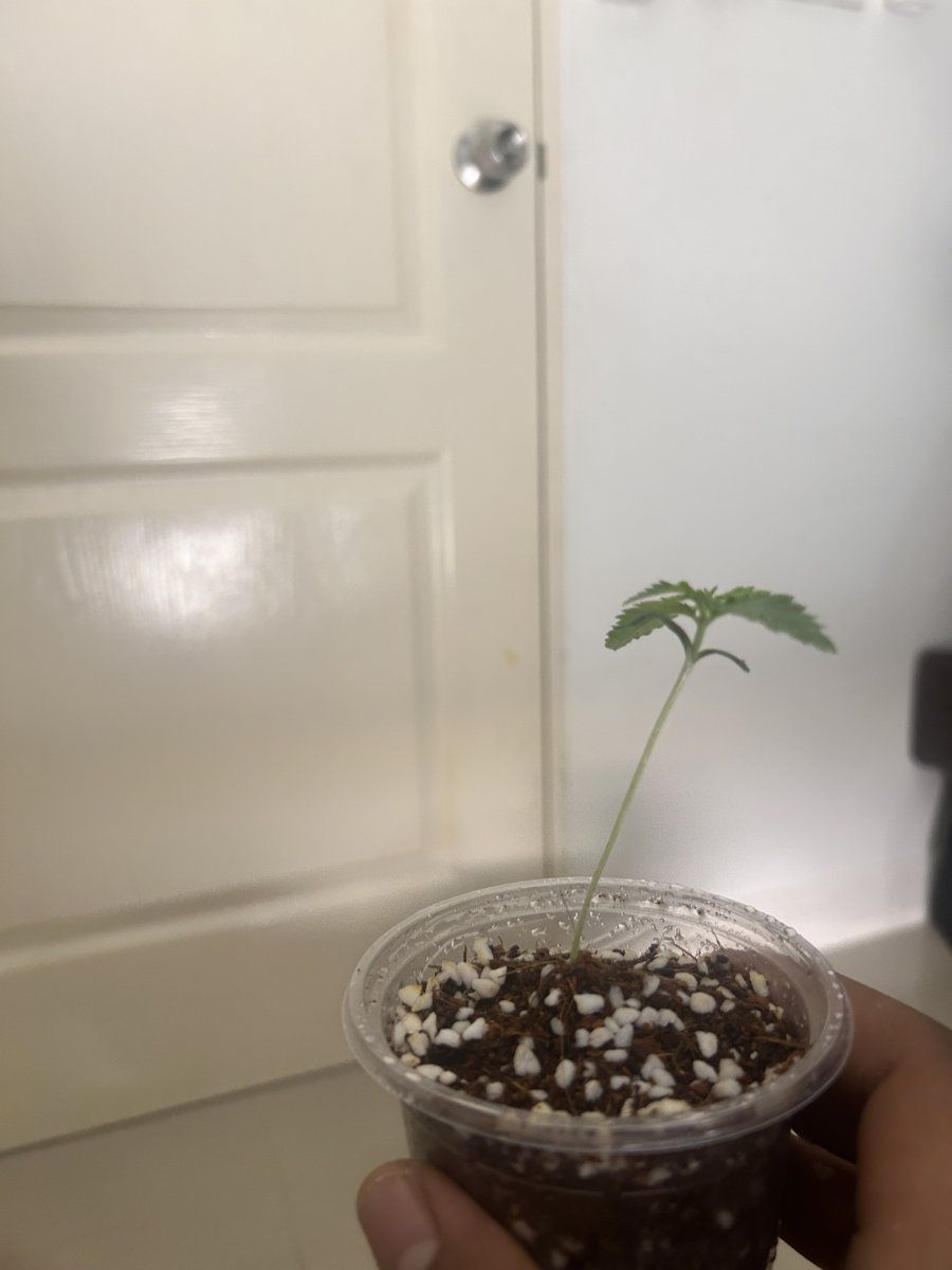 Zkittlez bagseeds first time grow 3
