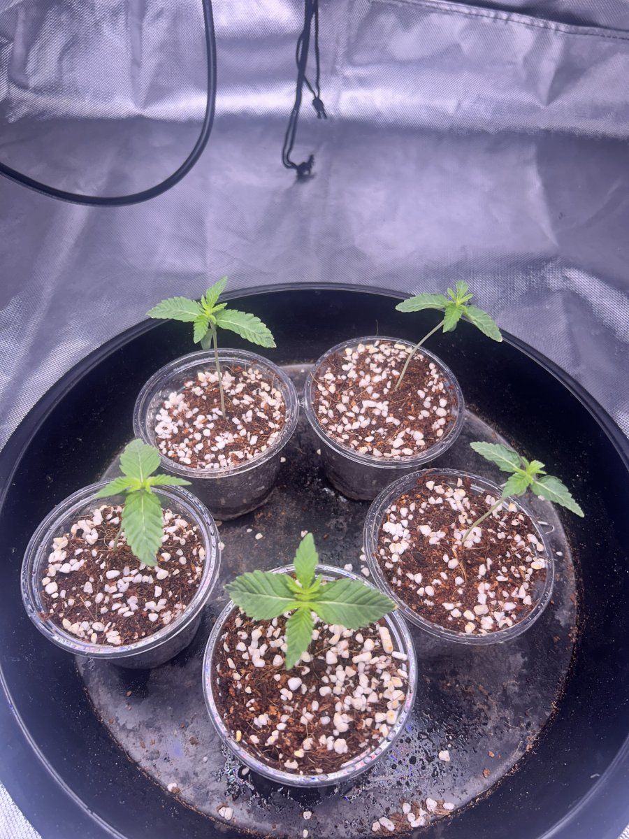 Zkittlez bagseeds first time grow 4
