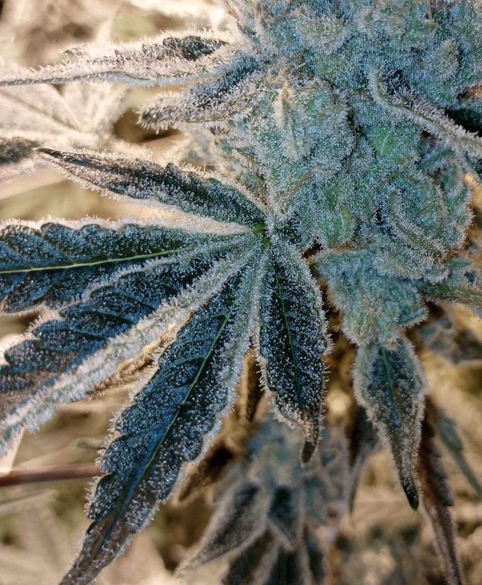 Zleaf