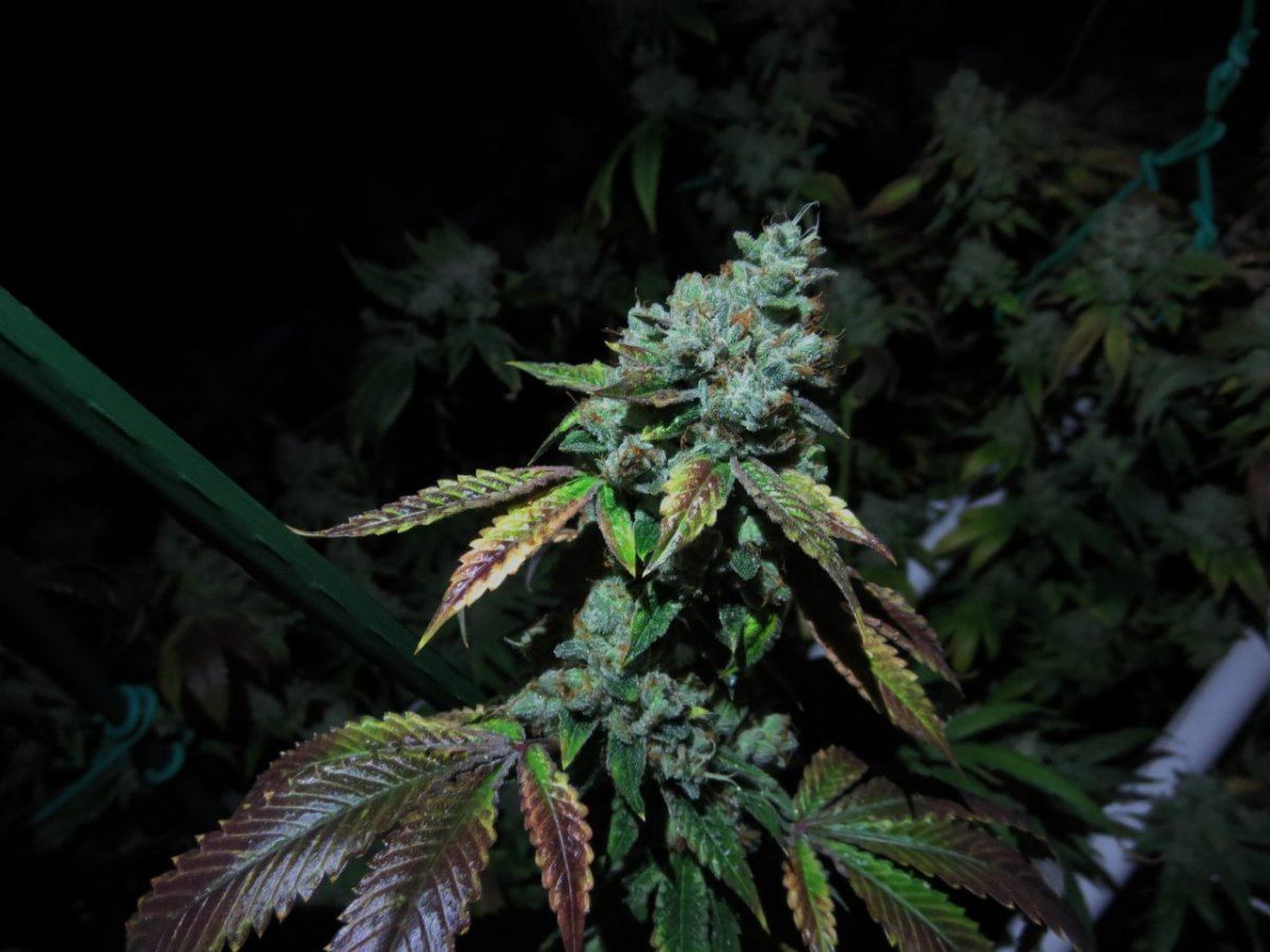 Zlight