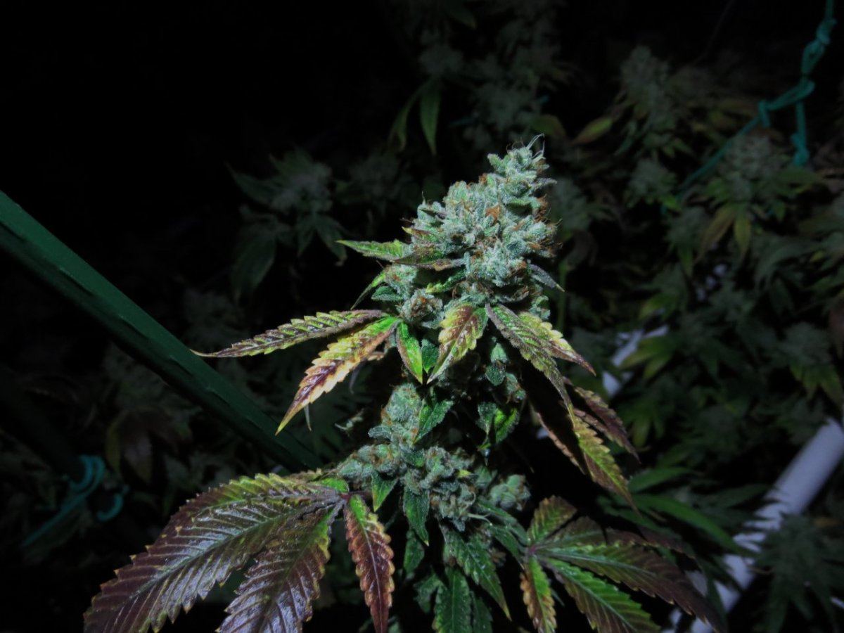 Zlight