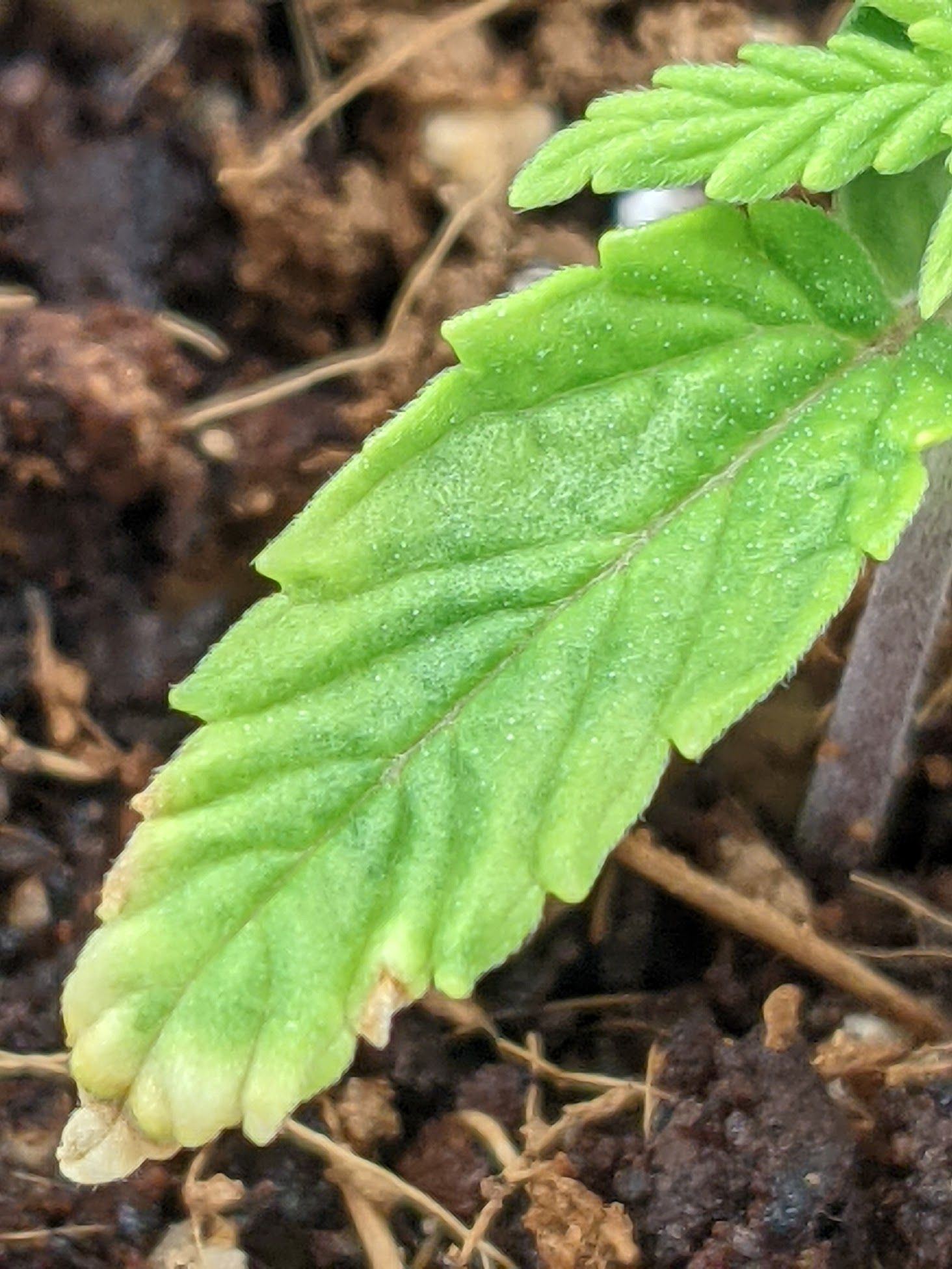 Zoom leaf seedling