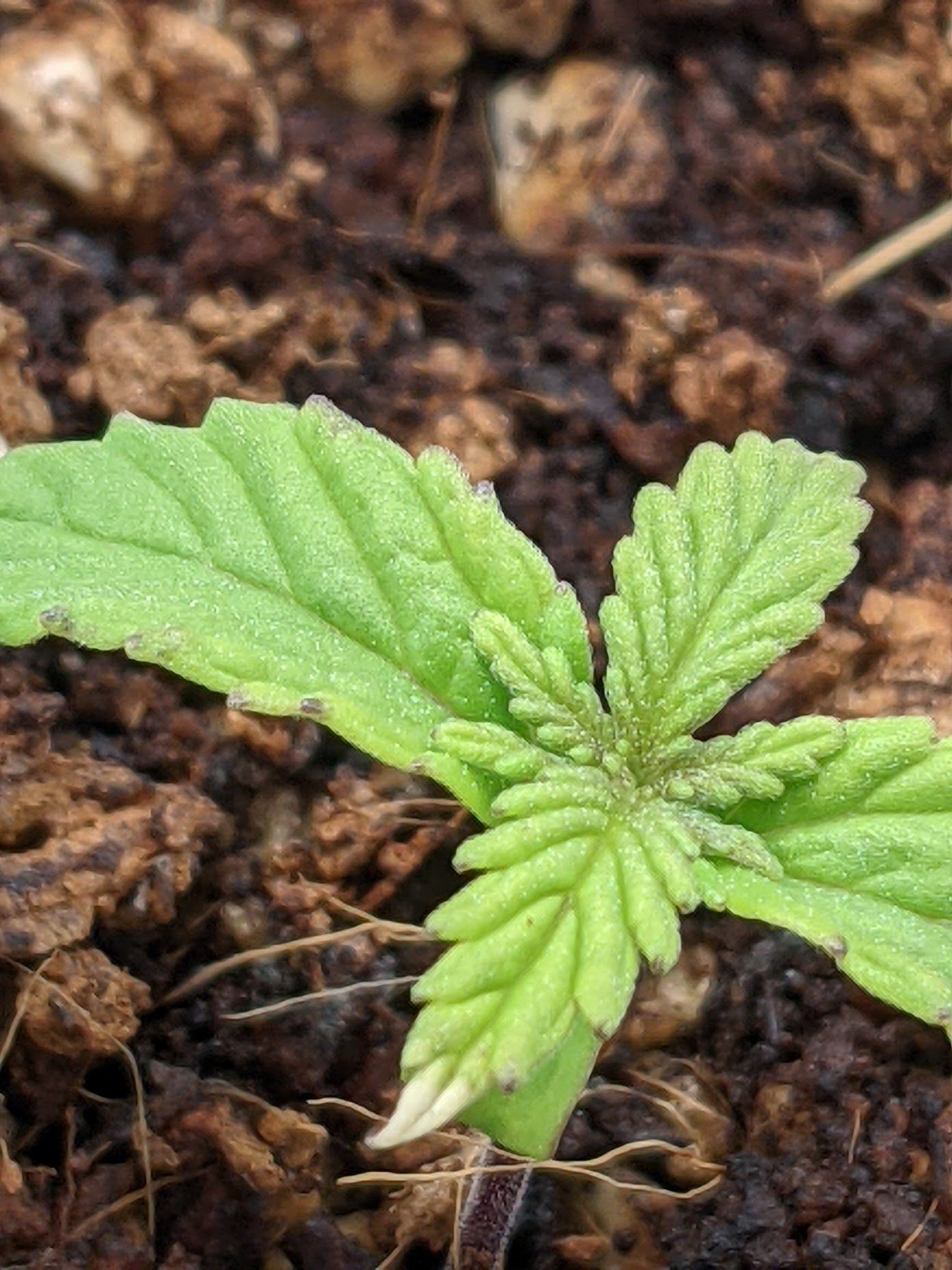 Zoom leaf seedling2