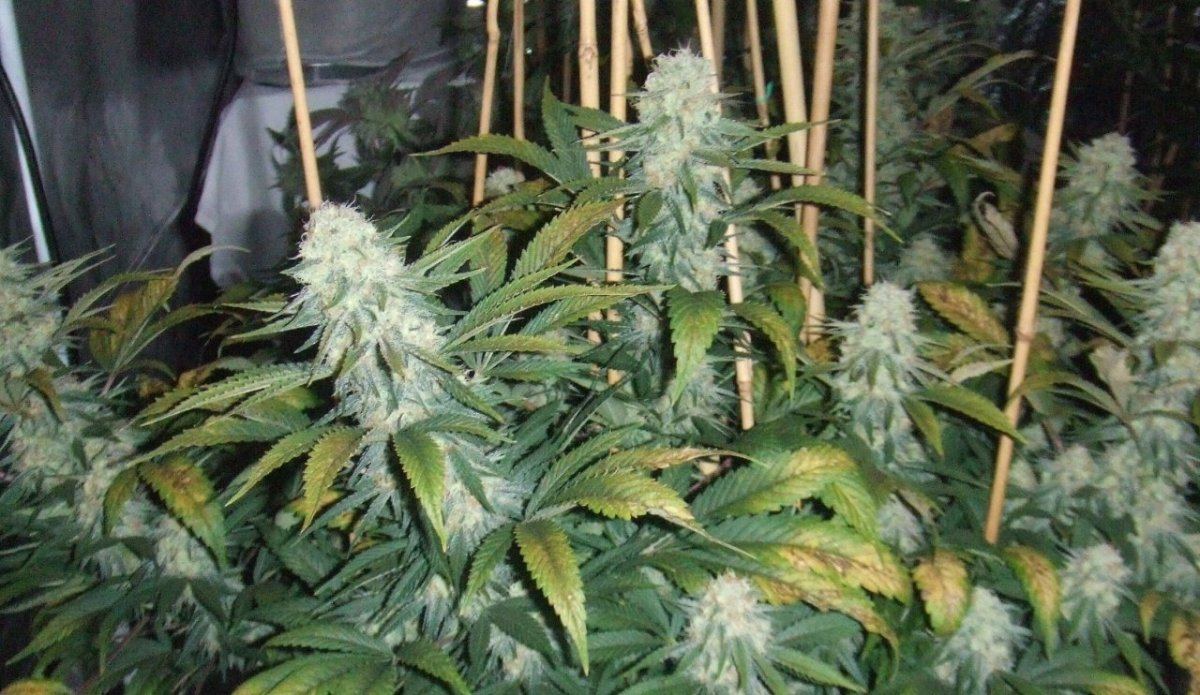 Zpp2