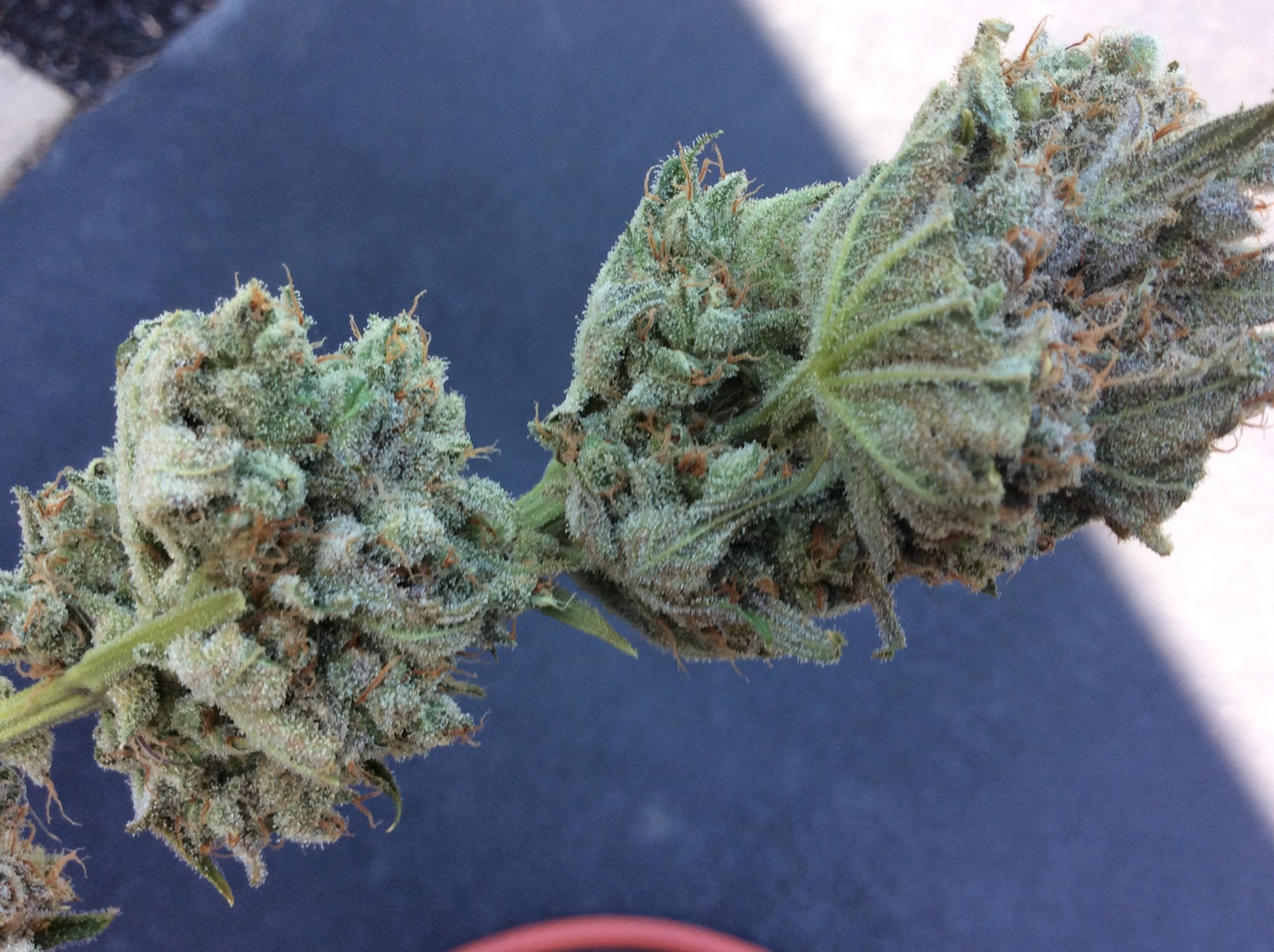 Zsweet