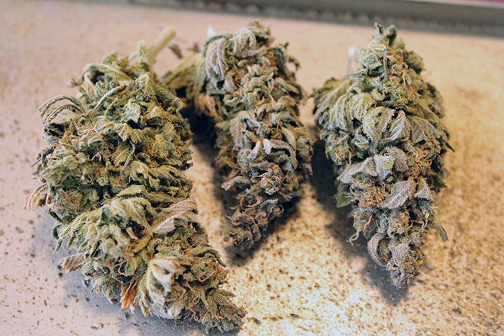 Zz Chocolope 23
