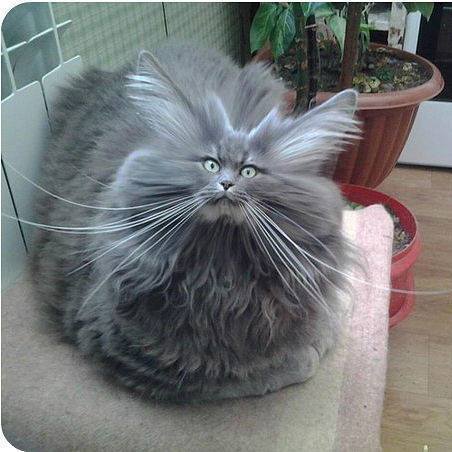 Zzz cat