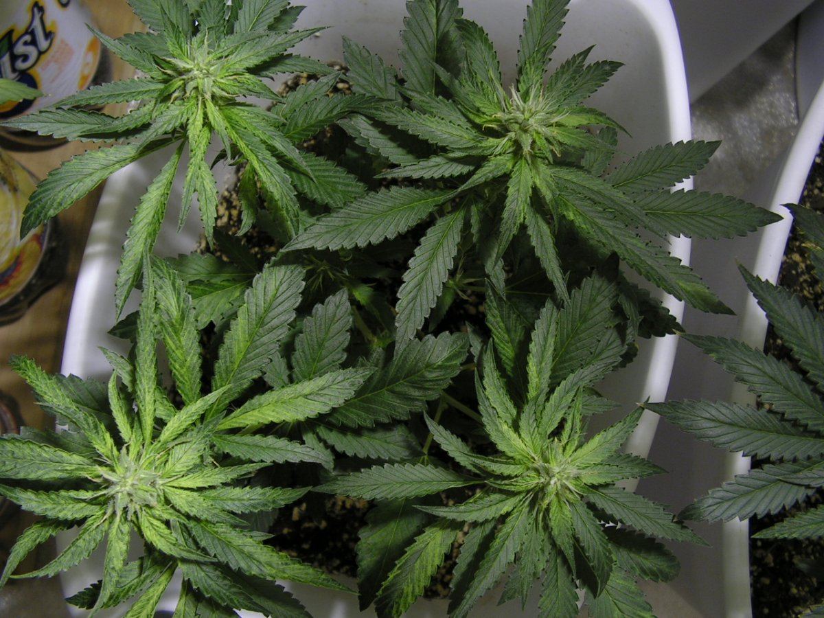 18-jpg.213636