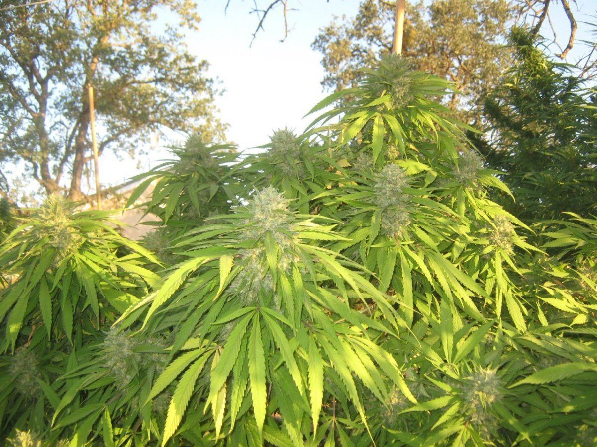 aaplant-jpg.339552
