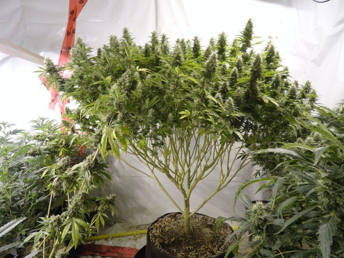 How To Get Super Bushy Ball Like Plants - THCFarmer