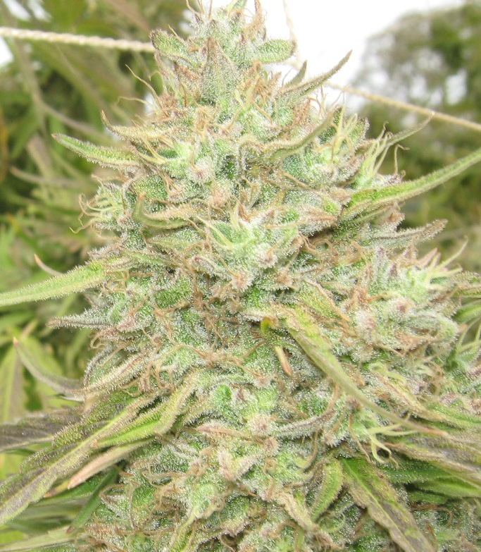 ewok4closeup-jpg.258464