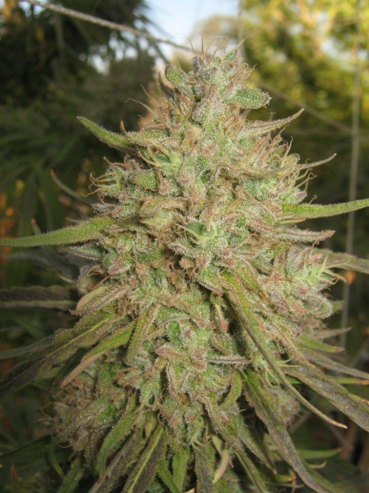 ewokflash10_8-jpg.258280